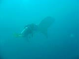 Djibouti - Pinuccio e Doni in immersione con Squalo Balena - 04